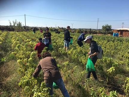 Kinderen van CSK en Don Bosco u 2b Heard op het platteland aan het werk